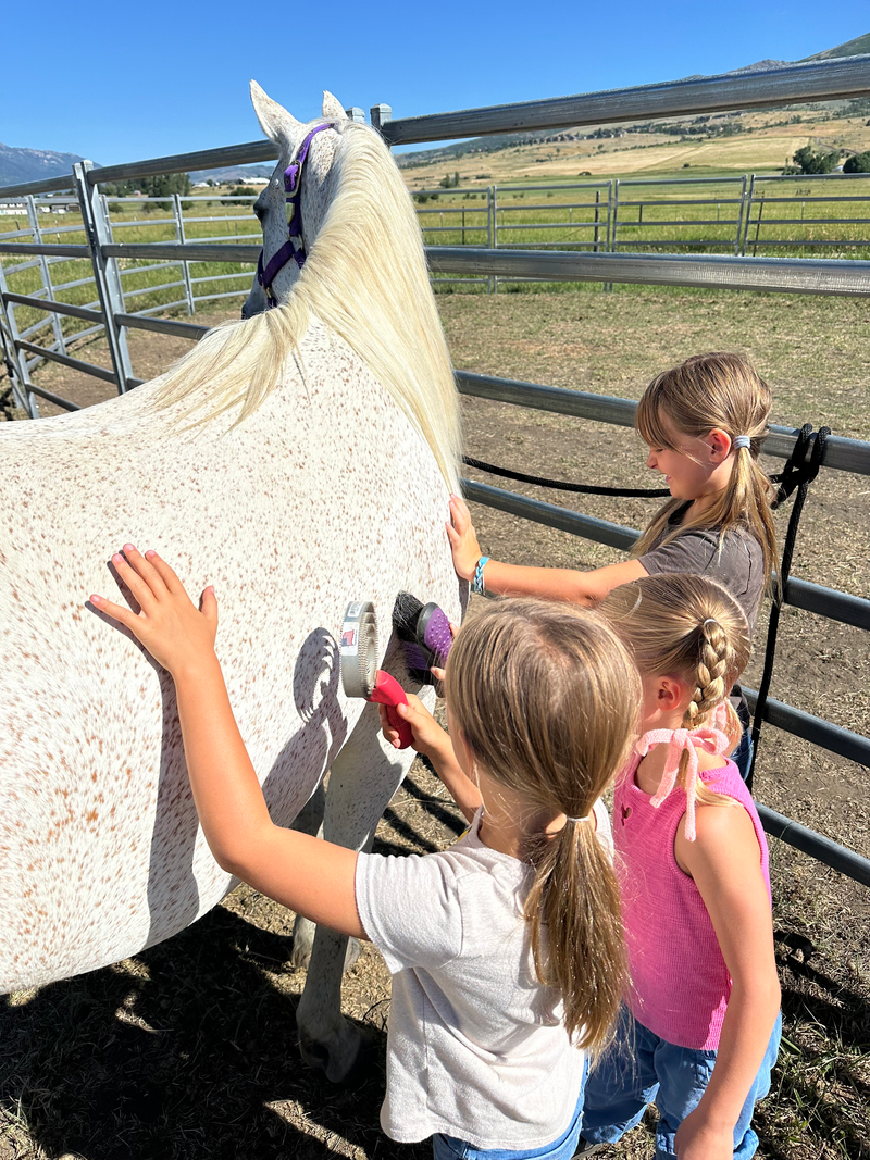 Adopt a Horse Summer Program