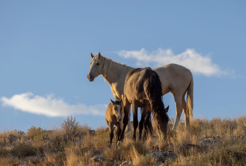Horses & Wellness