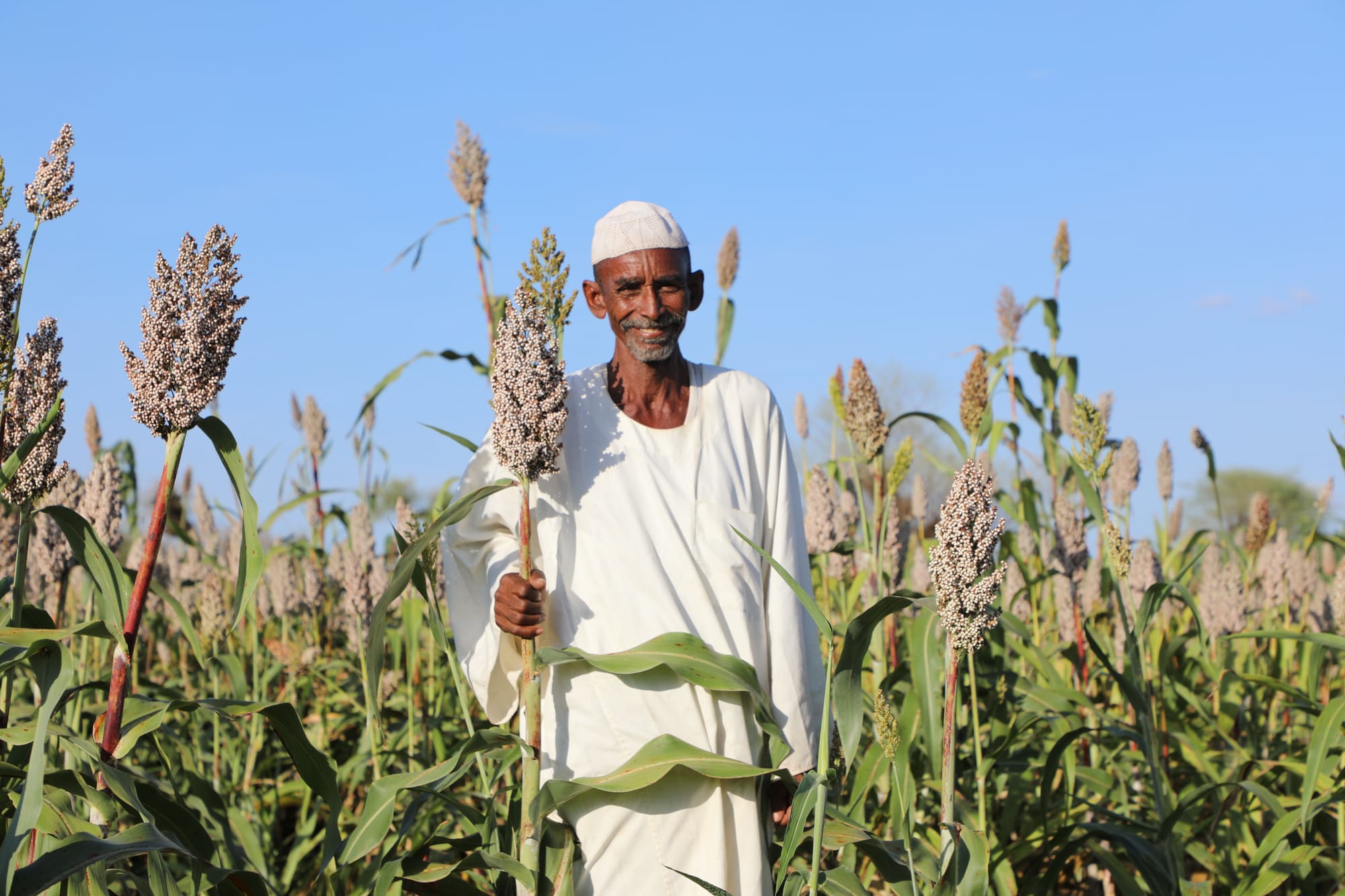 FAO launches emergency seed distribution campaign to farming families in Sudan