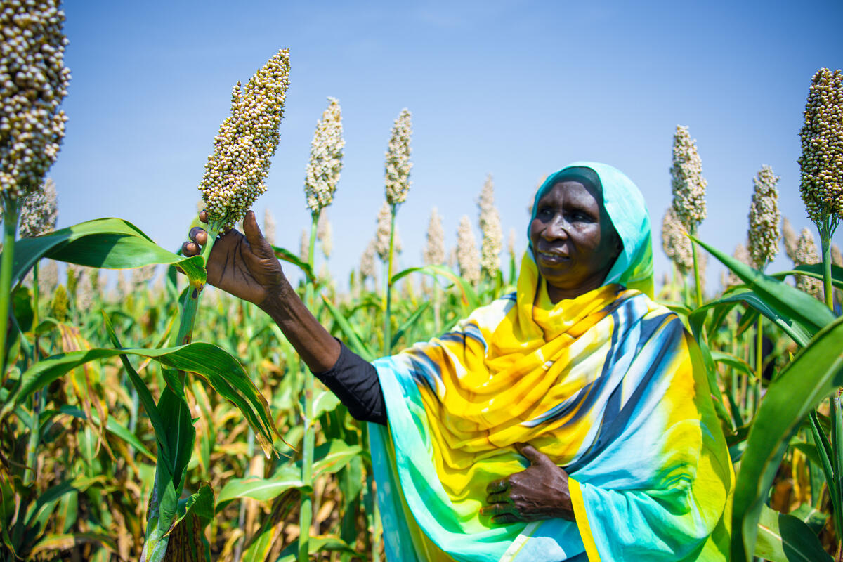 الفاو تدعو إلى استثمار عاجل في المساعدات الزراعية بالسودان
