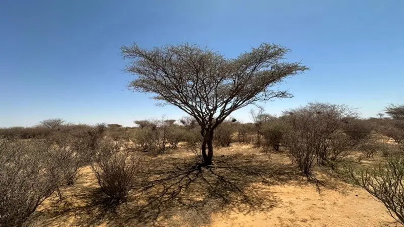 خلال 3 سنوات فقط.. الحرب تُحوّل غابات السودان إلى أراض جرداء