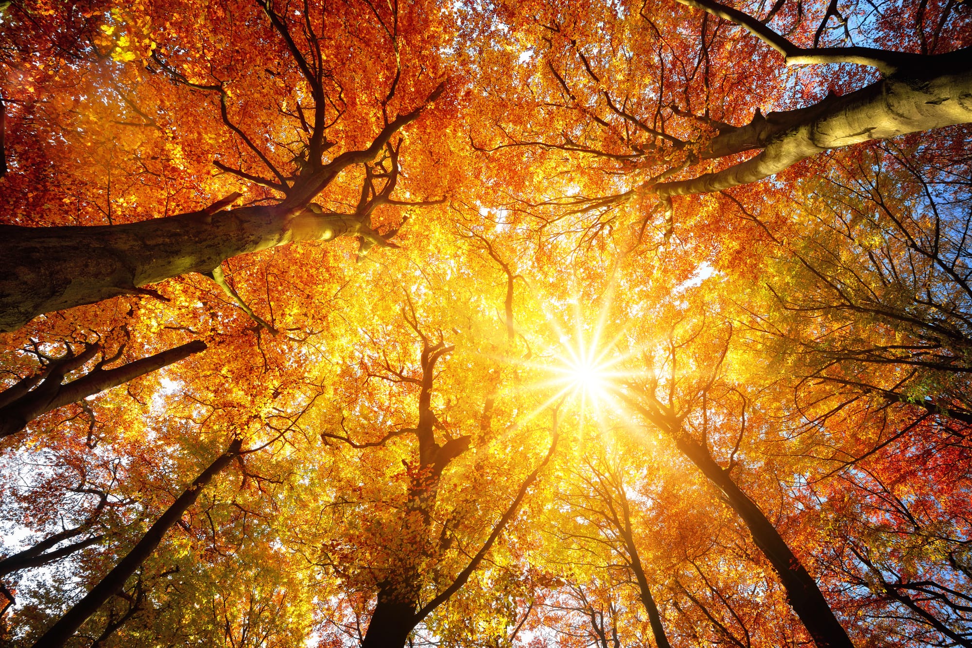 Herfst-Walk