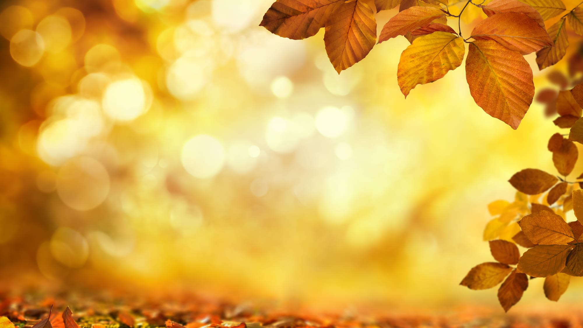 Herfst-Walk 1 november