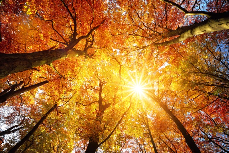 Herfst-Walk