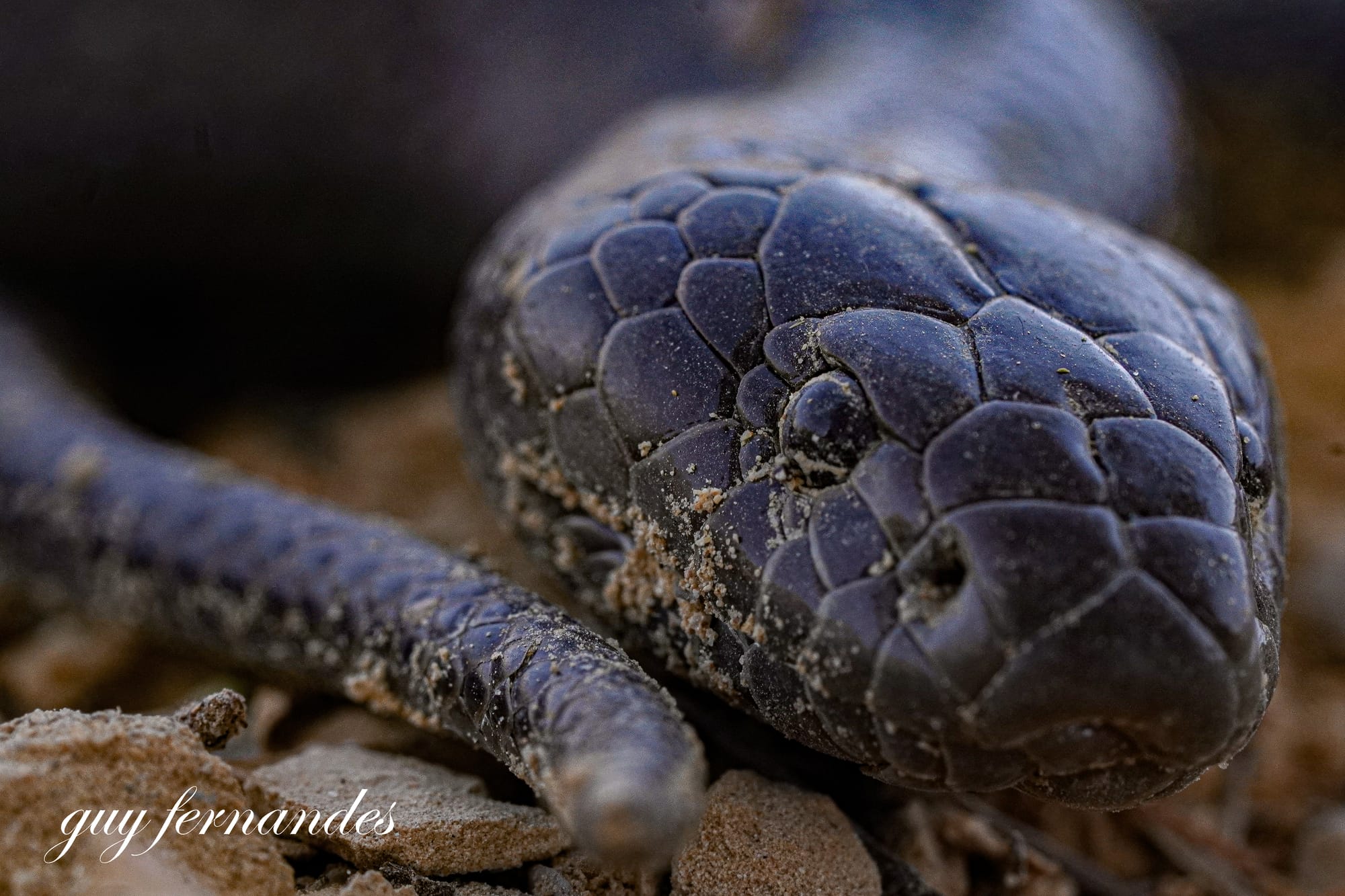 פתן שחור - Walterinnesia aegyptia