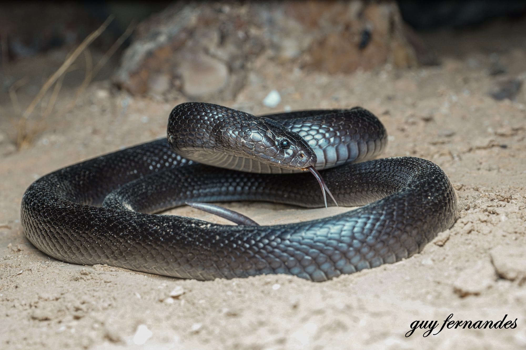 פתן שחור - Walterinnesia aegyptia