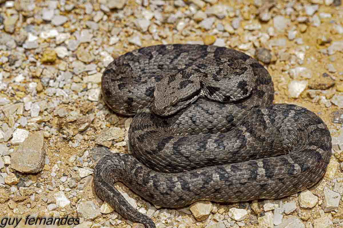 צפע החרמון - Montivipera bornmuelleri