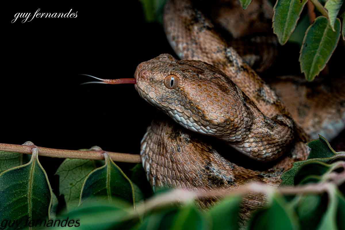 אפעה מגוון - Echis coloratus