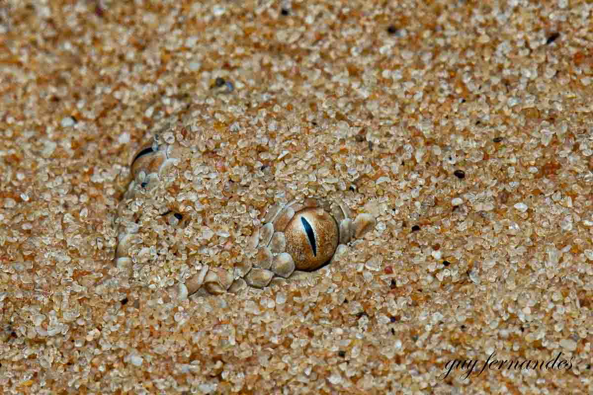 עכן קטן - Cerastes vipera