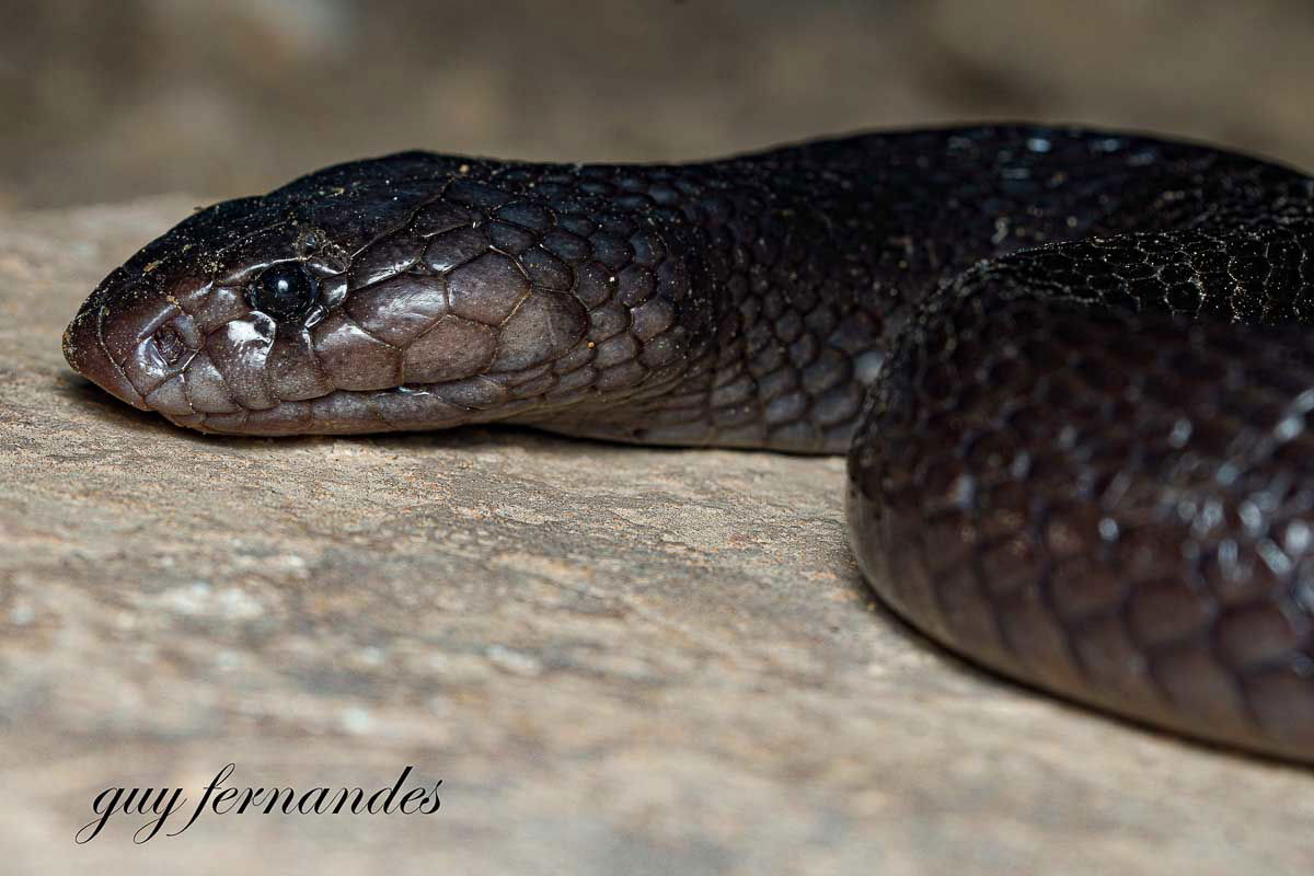 פתן שחור - Walterinnesia aegyptia