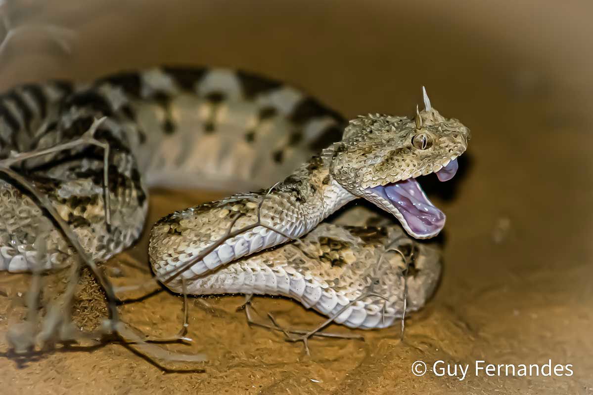 עכן החרטומים - Cerastes cerastes