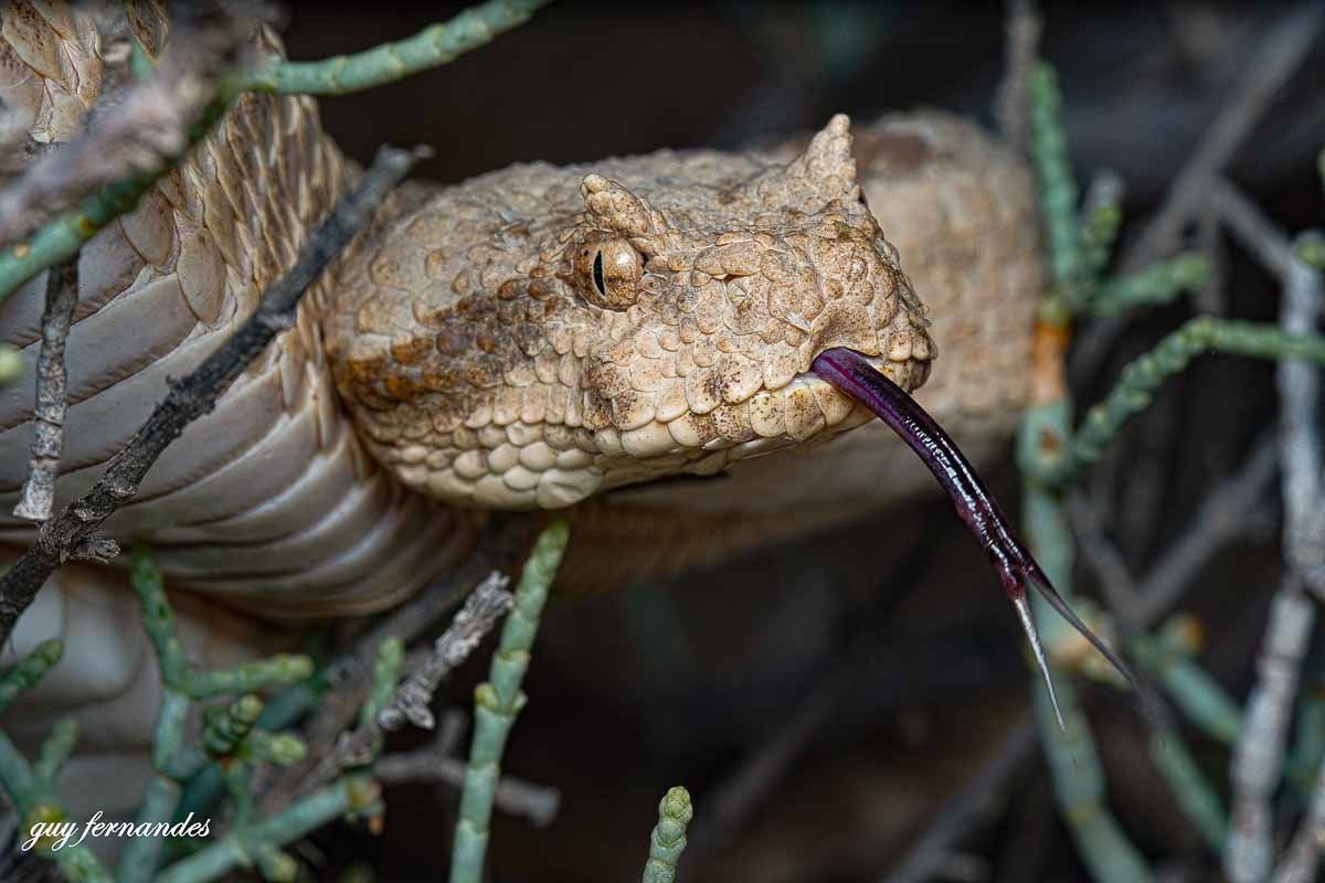 שפיפון הנגב - Pseudocerastes fieldi