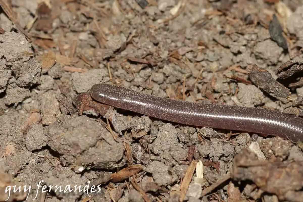 נחשים לא ארסיים בישראל - נחשיל מצוי - Typhlops vermicularis