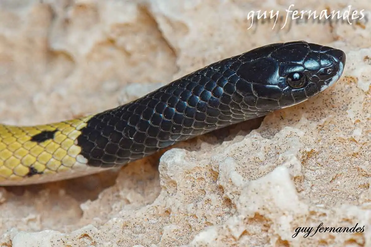 נחשים לא ארסיים בישראל - שחור ראש - Rhynchocalamus melanocephalus