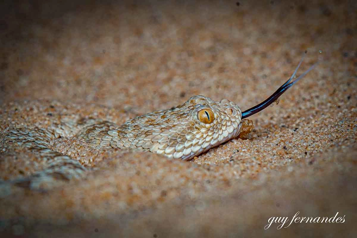 עכן קטן - Cerastes vipera