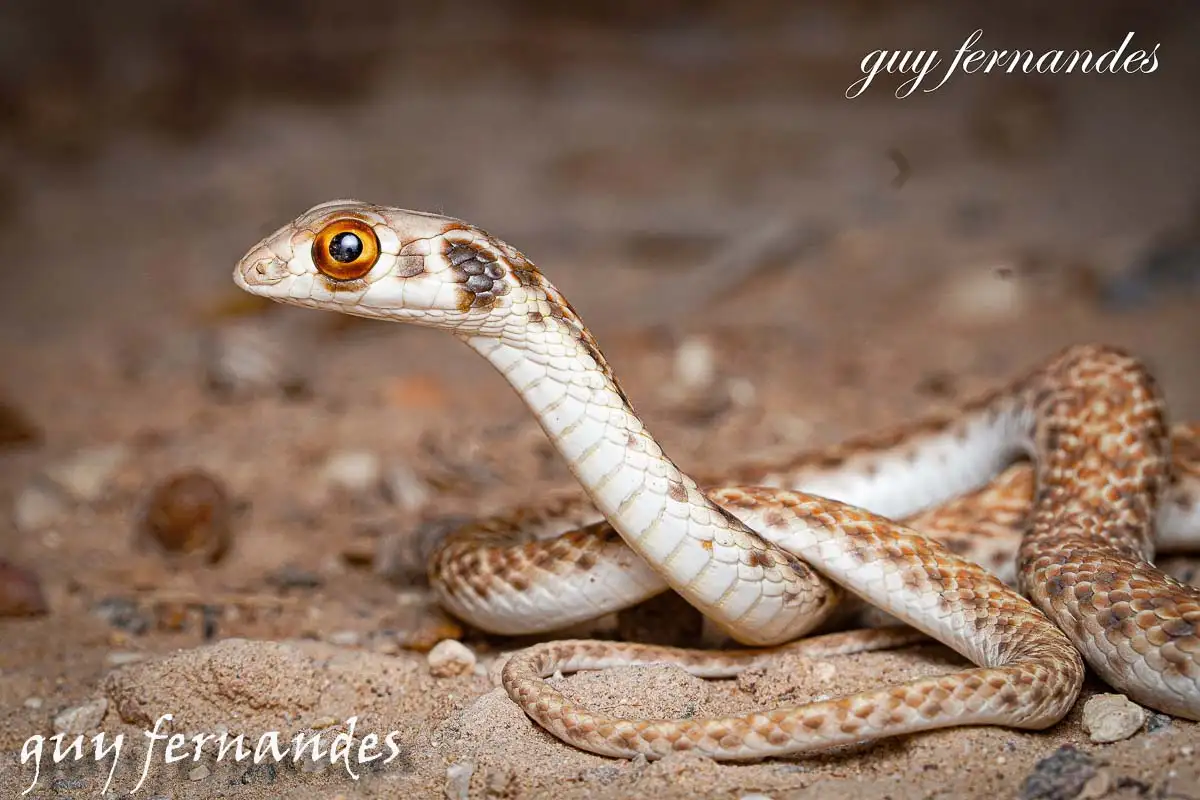 תלום קשקשים מדברי- Rhagerhis moilensis
