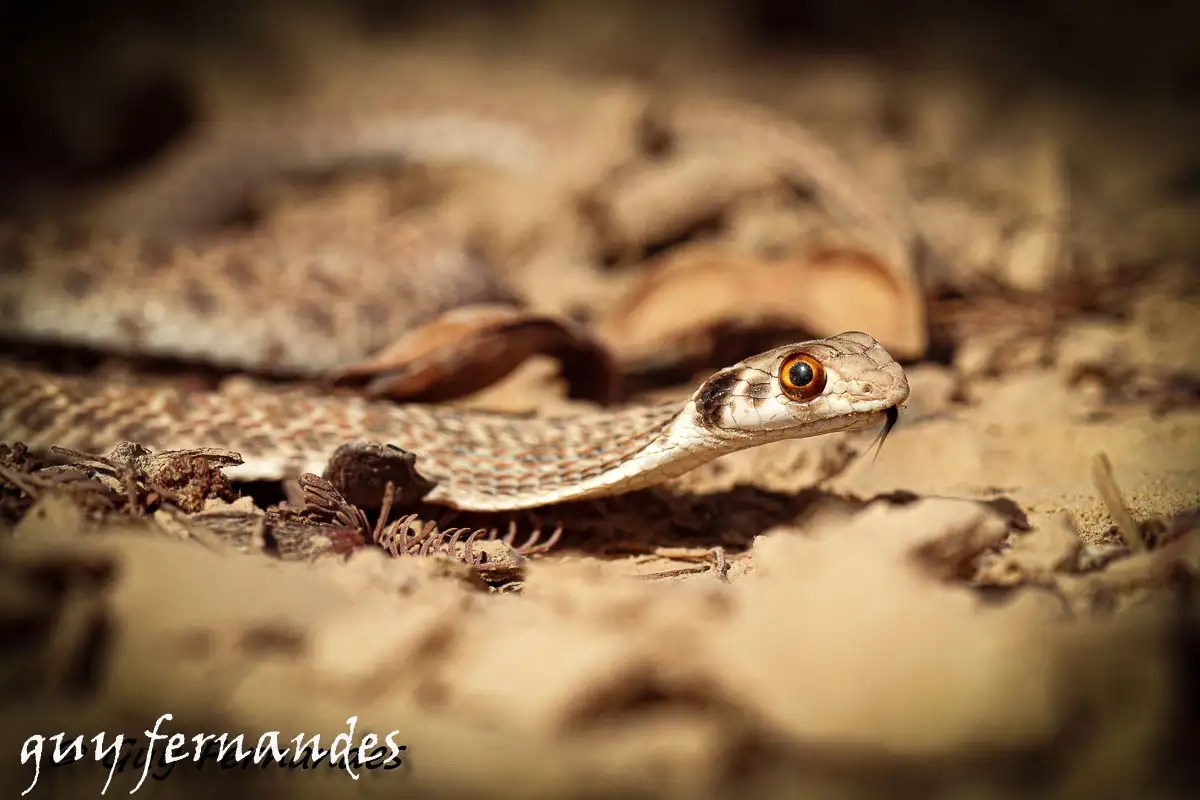תלום קשקשים מדברי- Rhagerhis moilensis