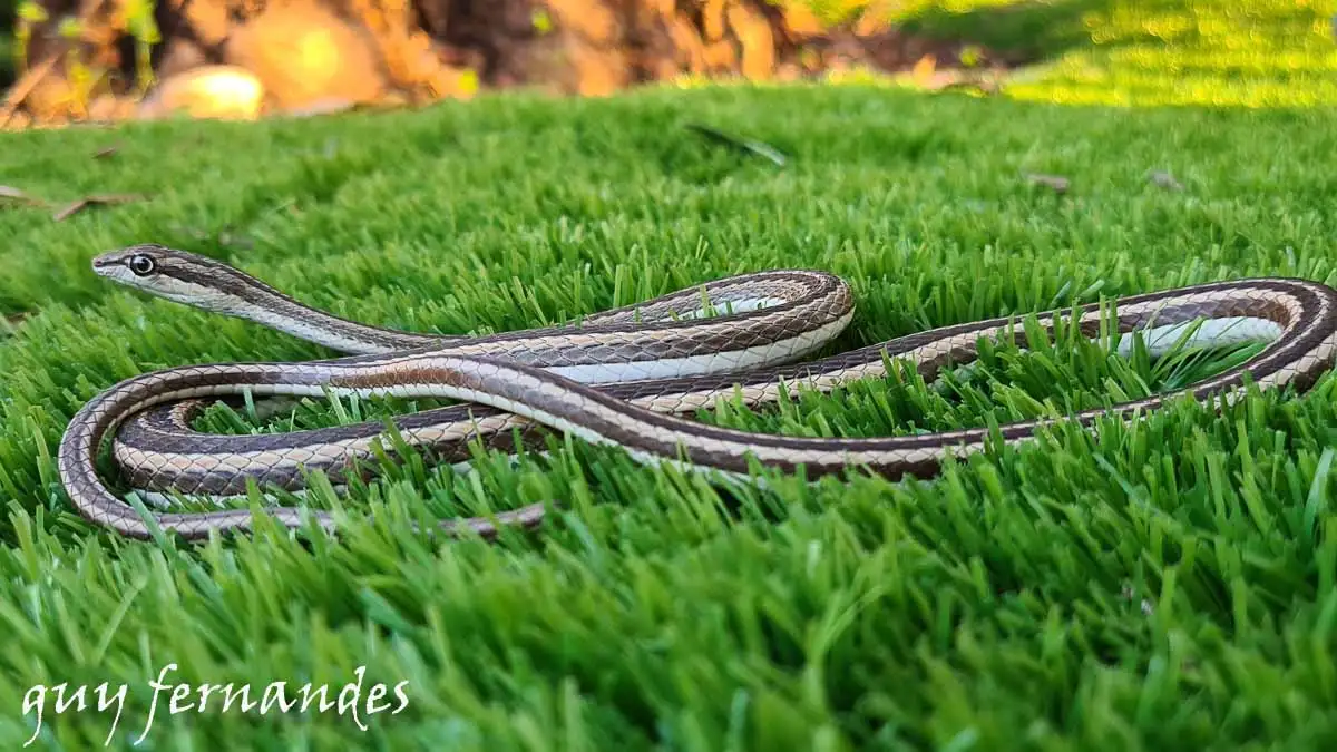 ארבע-קו מובהק- Psammophis schokari