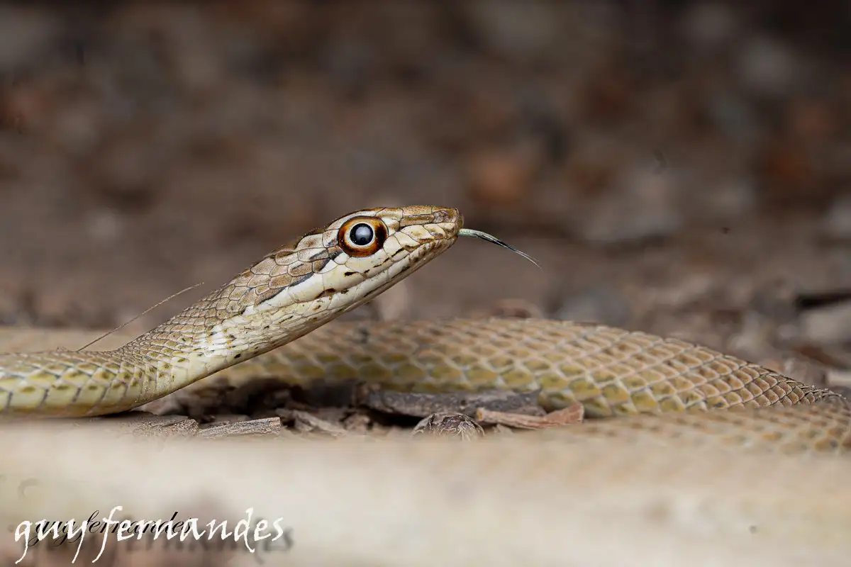 ארבע-קו מובהק- Psammophis schokari