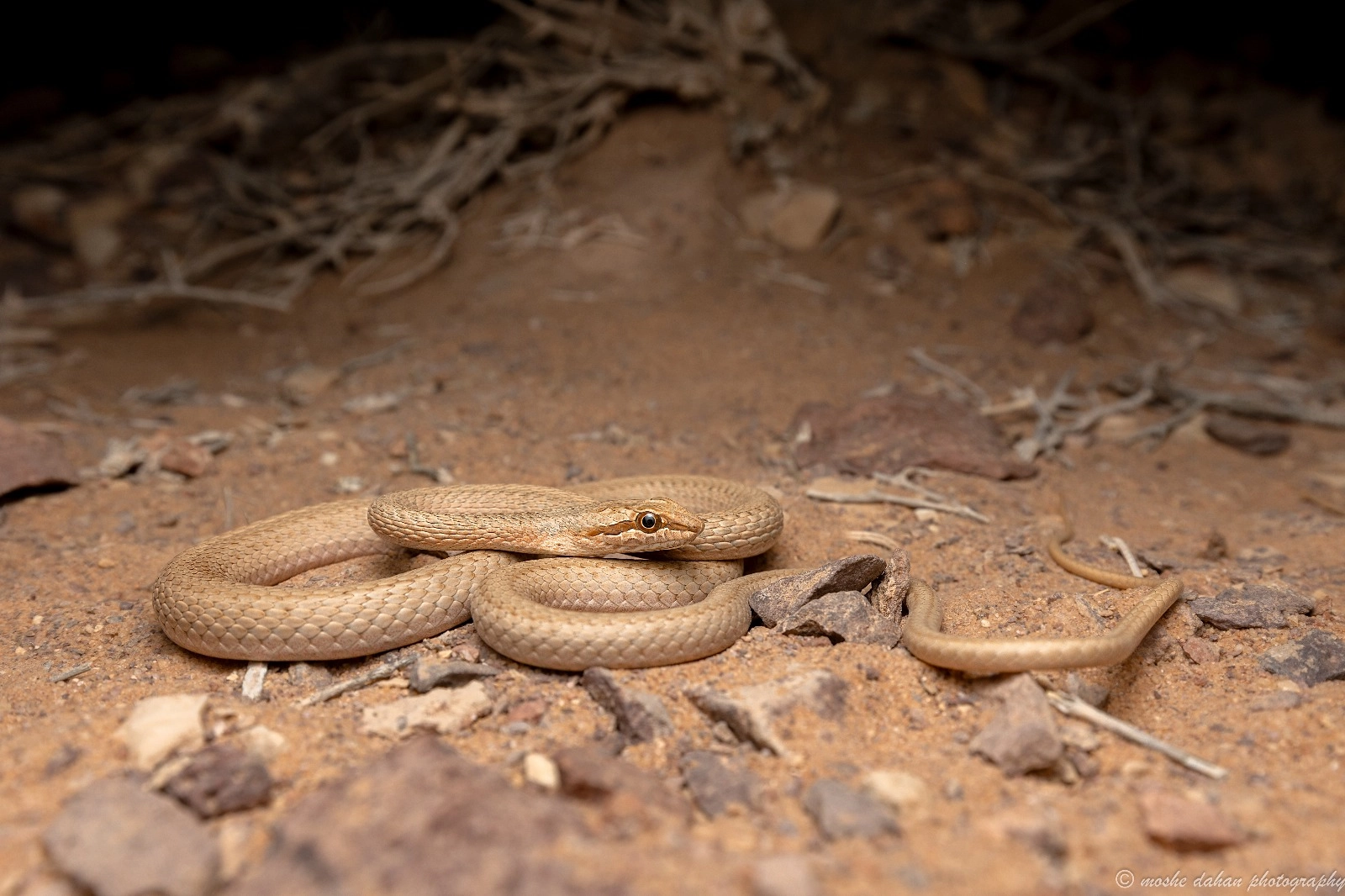 ארבע-קו מצרי- Psammophis aegyptius