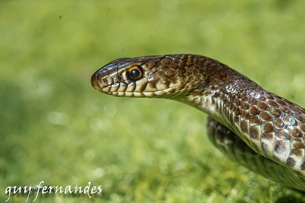 זעמן שחור - Dolichophis jugularis