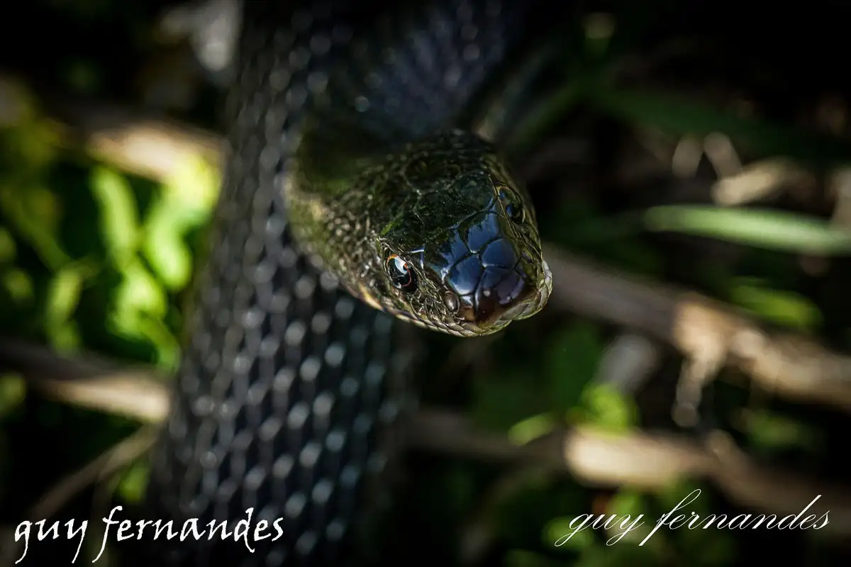 זעמן שחור - Dolichophis jugularis