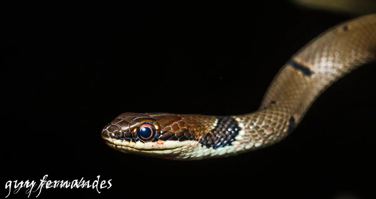 זעמן זיתני - Platyceps collaris