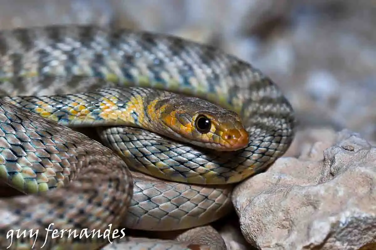 זעמן דק - platyceps tessellata