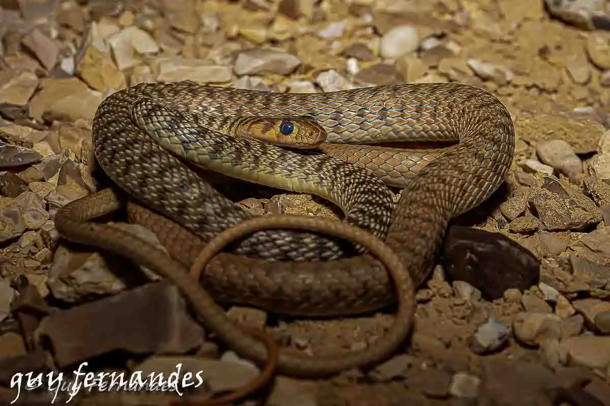 זעמן דק - platyceps tessellata