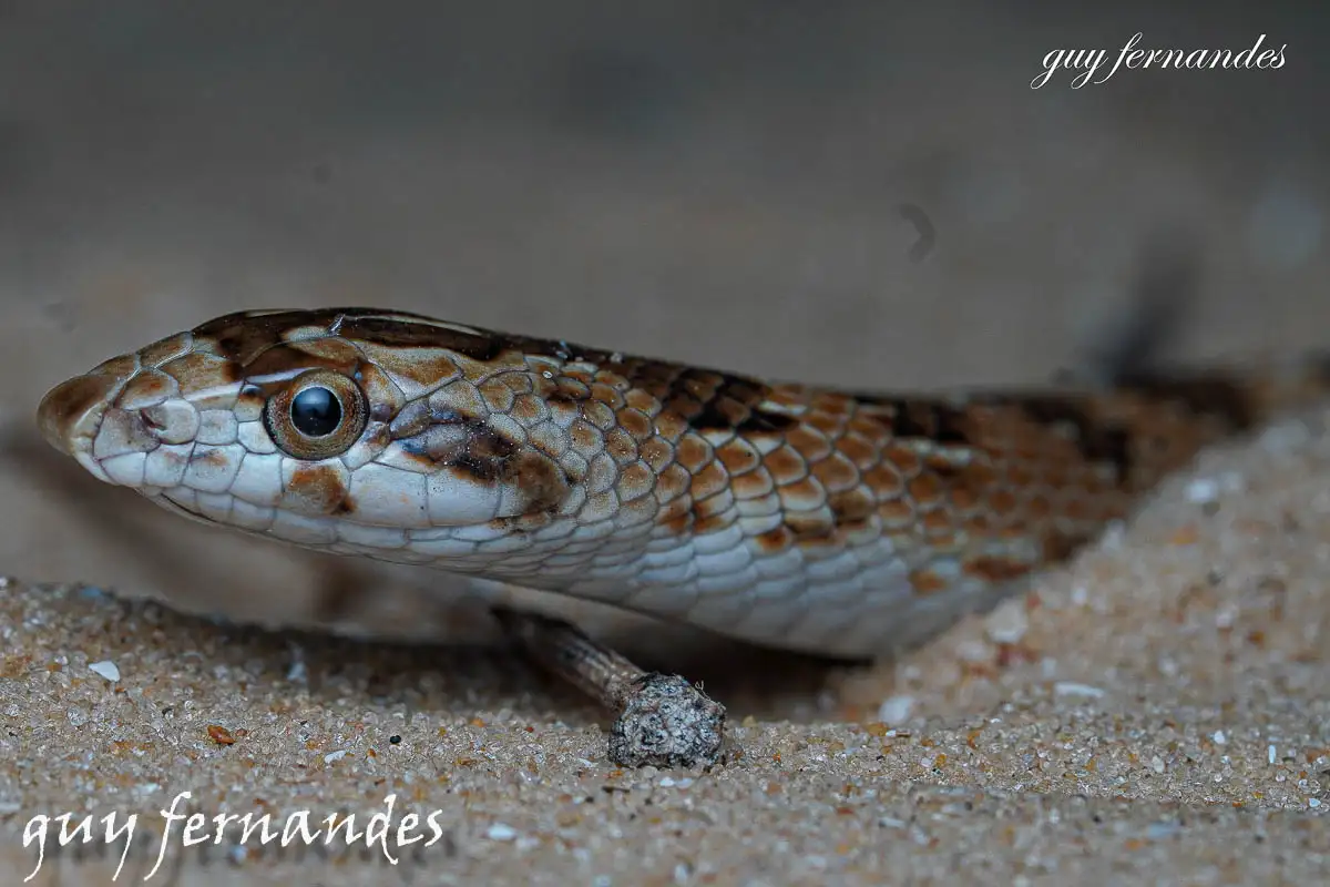 נחש חולות חרטומן - Lytorhynchus diadema