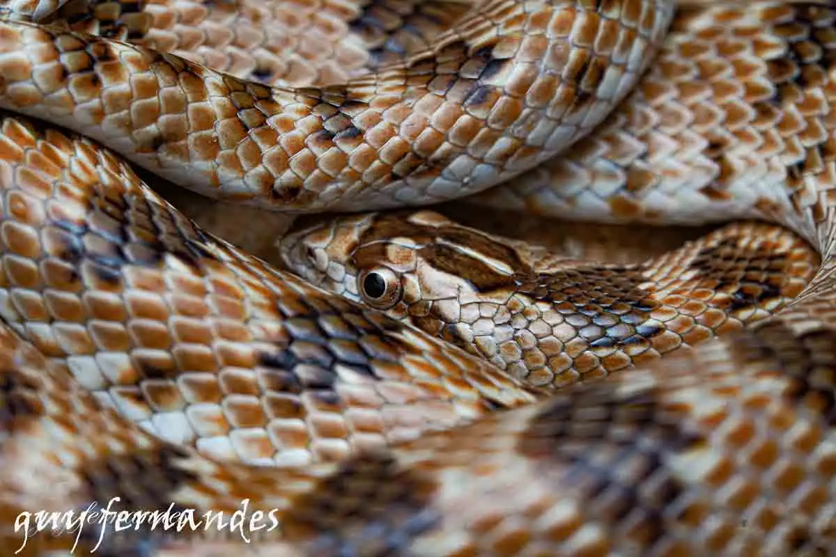 נחש חולות חרטומן - Lytorhynchus diadema