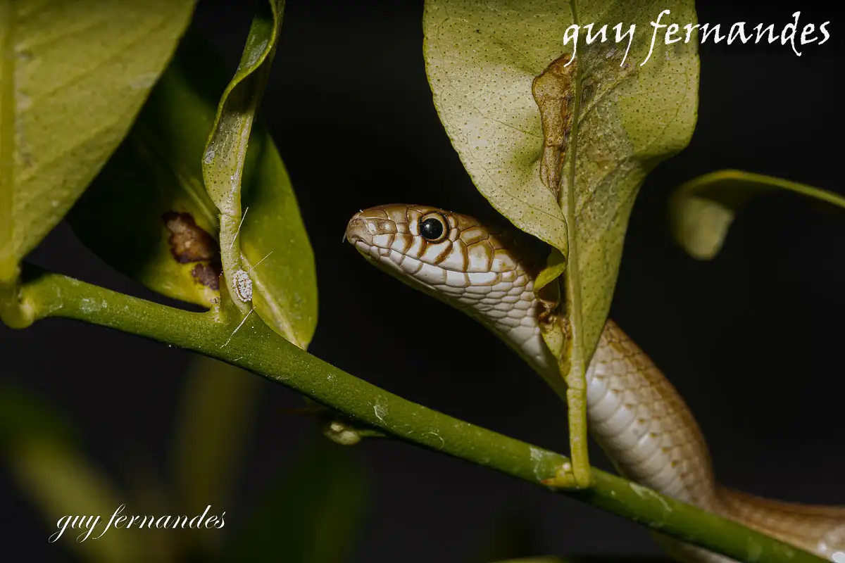 שלוון קווים - Eirenis decemlineatus