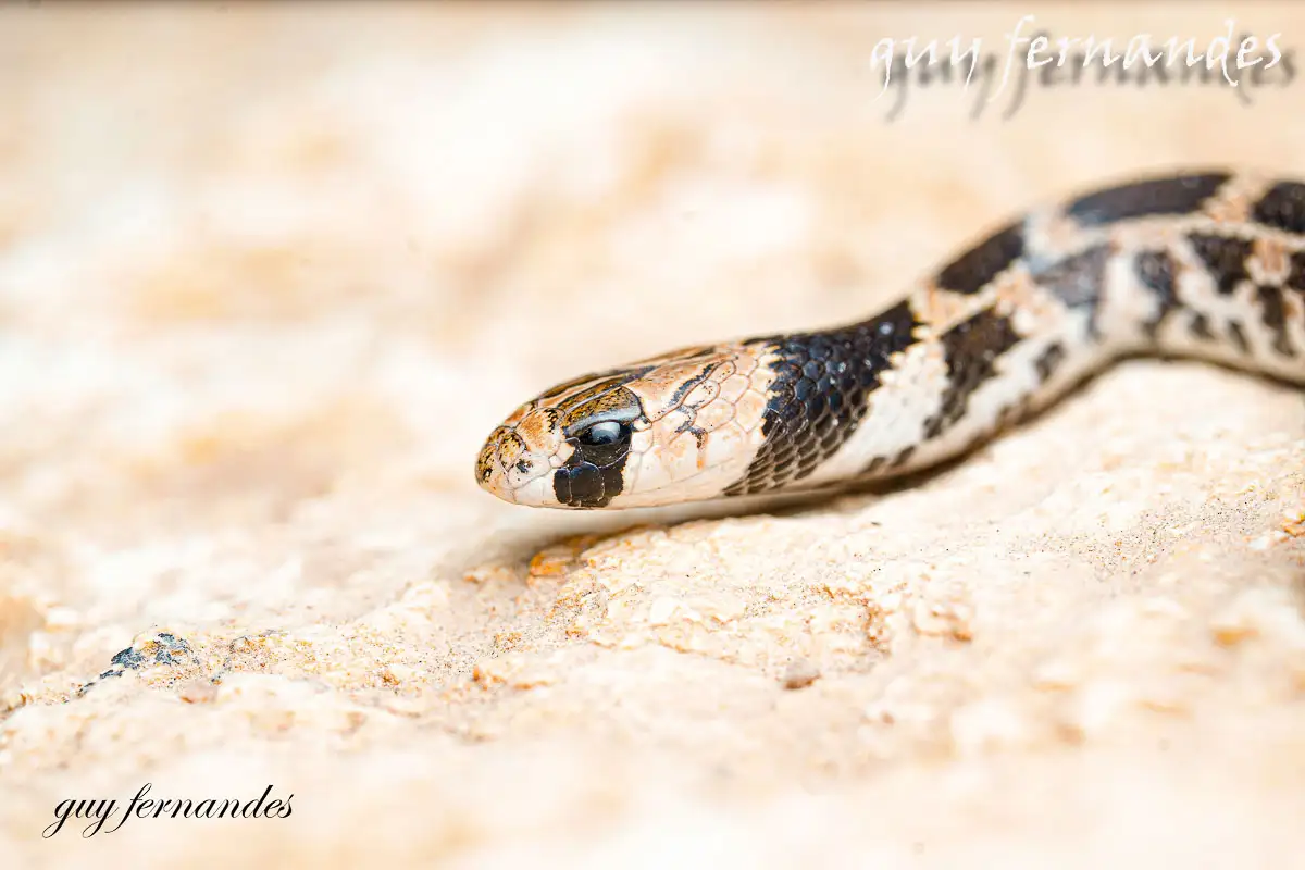 שלוון כתמים - Eirenis lineomaculatus