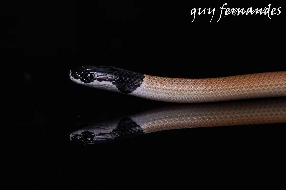שחור ראש - Rhynchocalamus melanocephalus