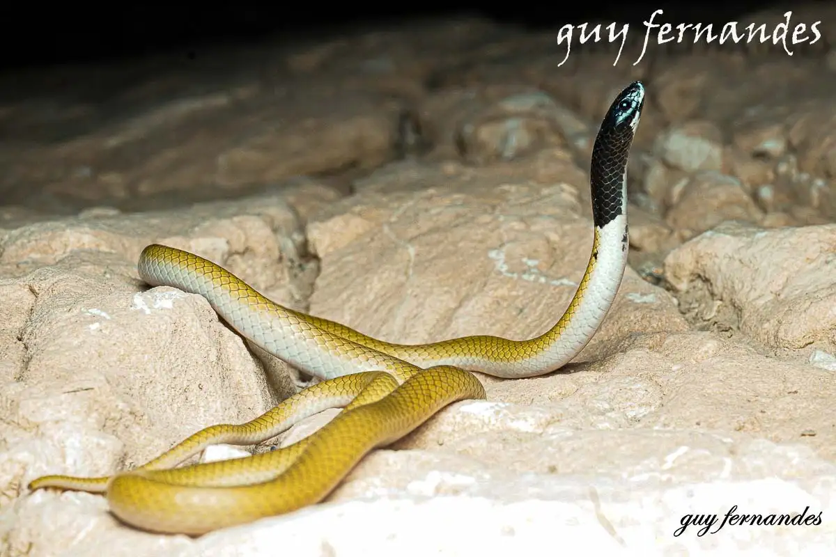 שחור ראש - Rhynchocalamus melanocephalus