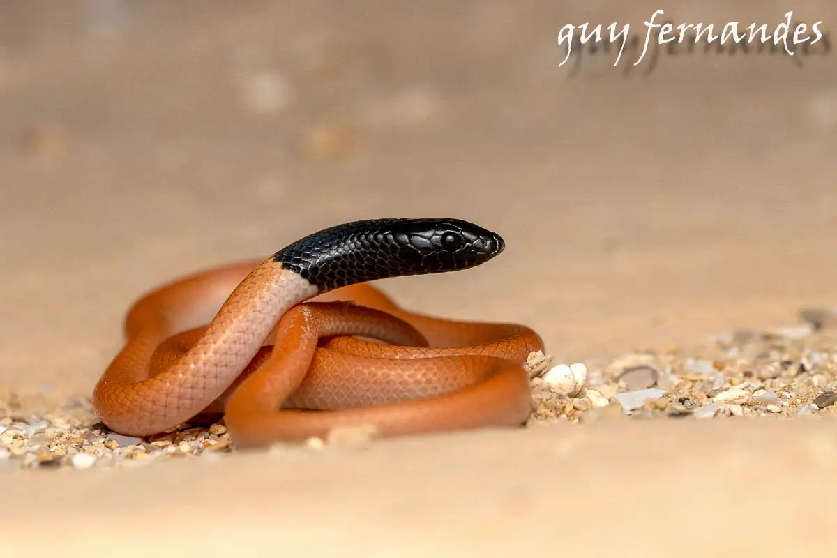 שחור ראש - Rhynchocalamus melanocephalus