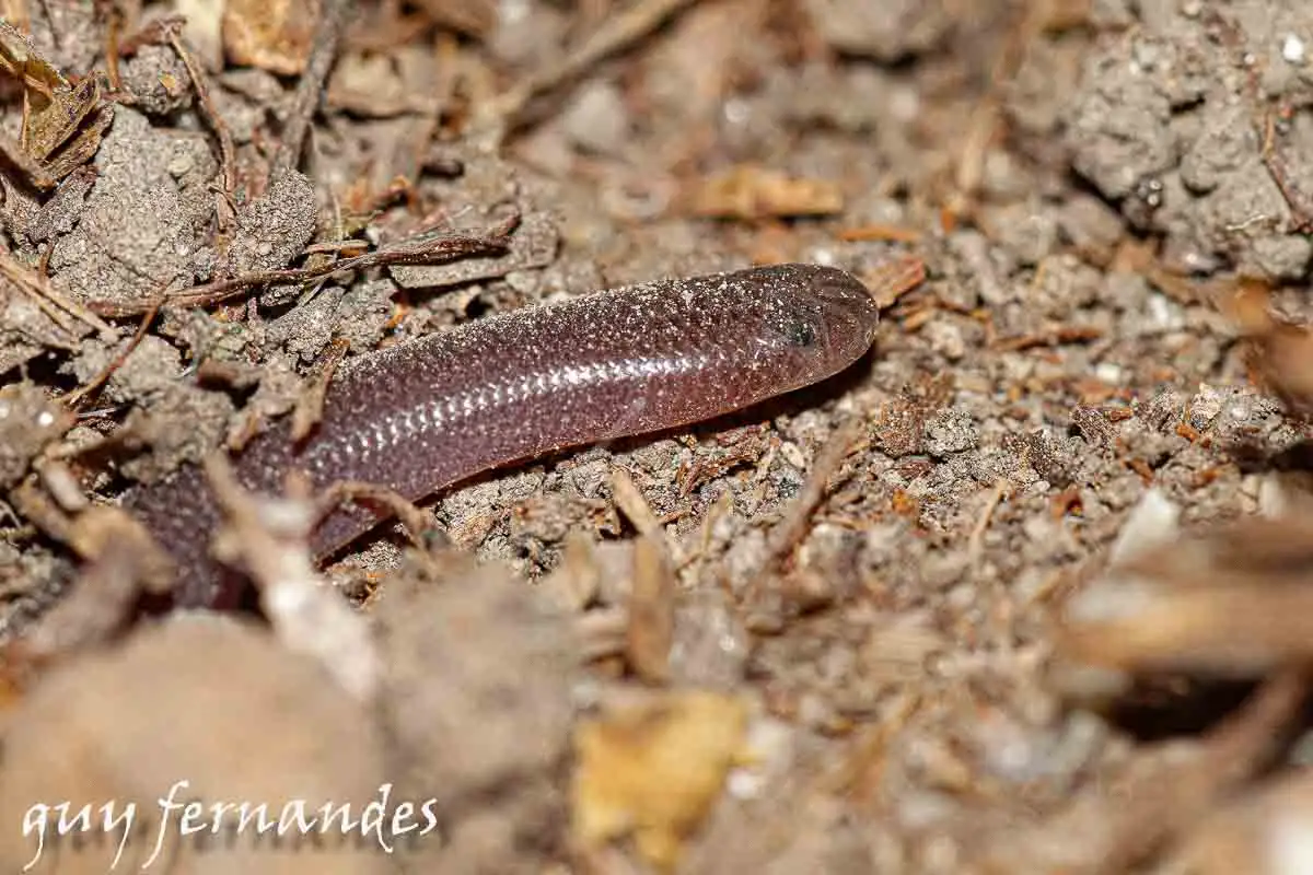 נחשיל מצוי - Typhlops vermicularis