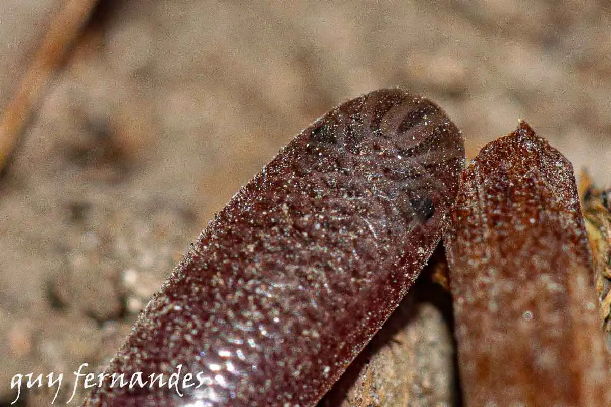 נחשיל מצוי - Typhlops vermicularis