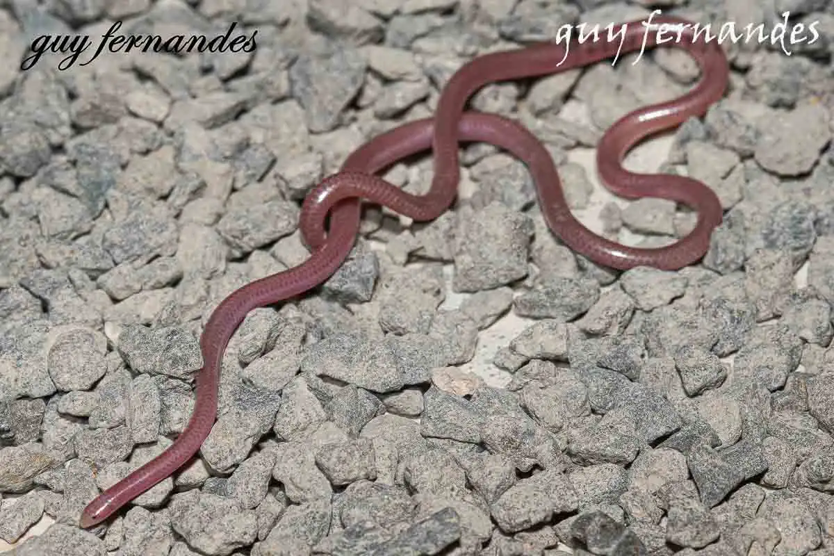 נימון דק - Myriopholis macrorhyncha