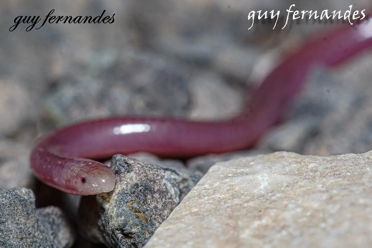 נימון דק - Myriopholis macrorhyncha
