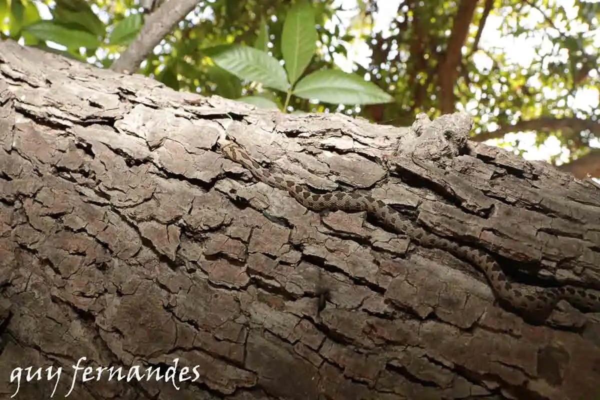 זעמן מטבעות - Hemorrhois nummfier
