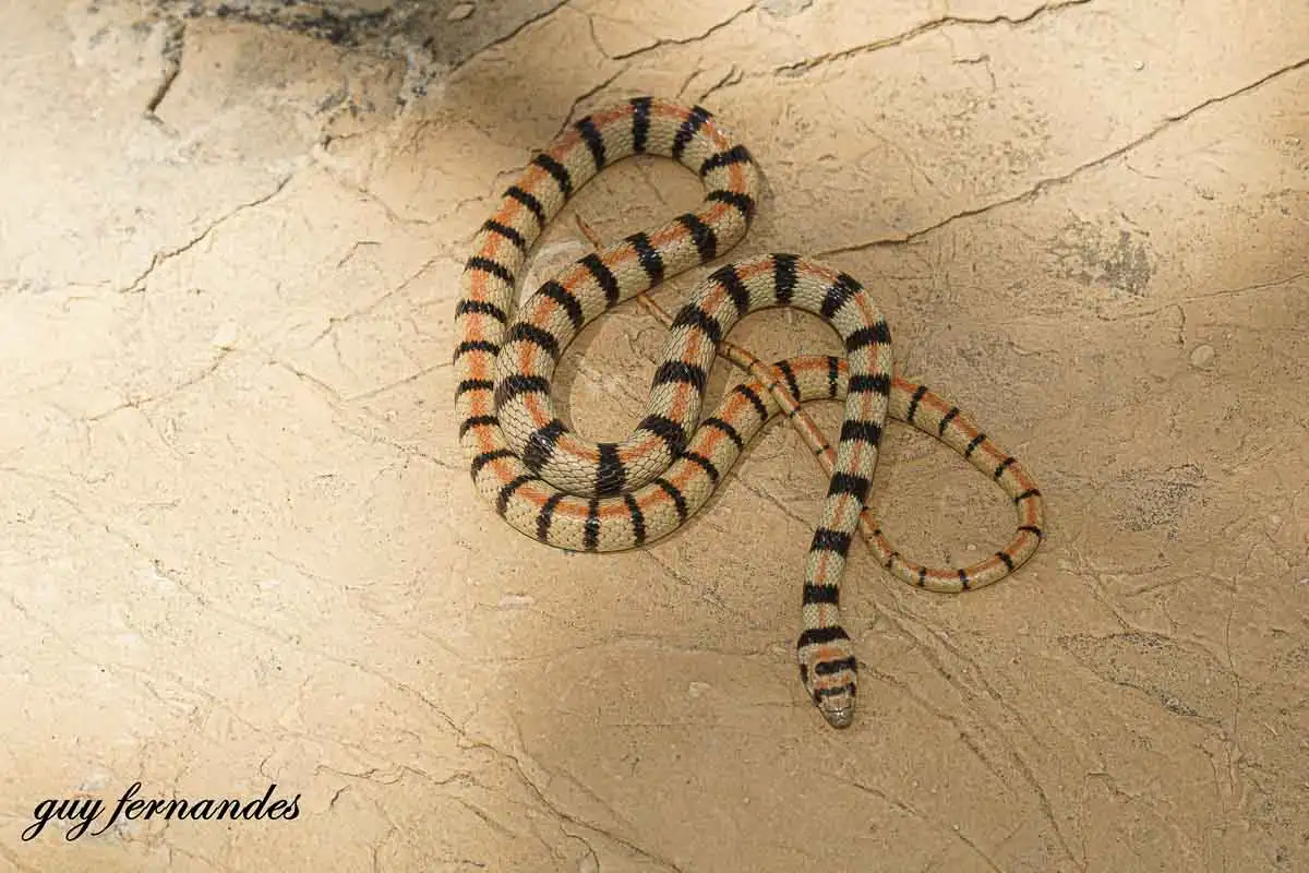 זעמן סיני - Platyceps sinai