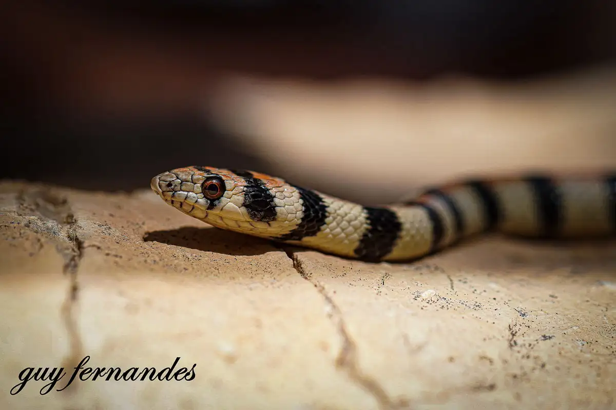 זעמן סיני - Platyceps sinai