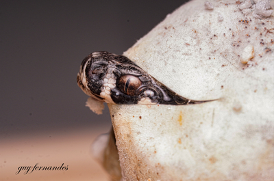  מה לצפות מלוכד נחשים?                       image