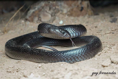 זיהוי נחשים בחינם