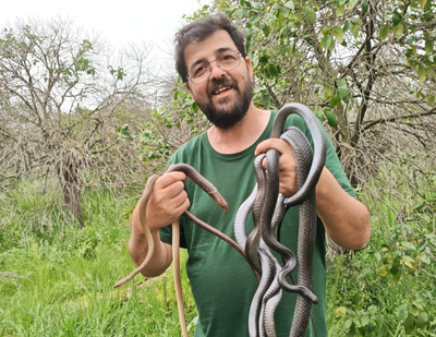 שחרור נחשים בחזרה לטבע באופן בטוח וחוקי