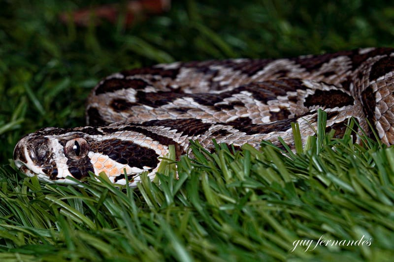 הרפטופוביה - HERPTOFOBYA  לוכד נחשים גיא פרננדס