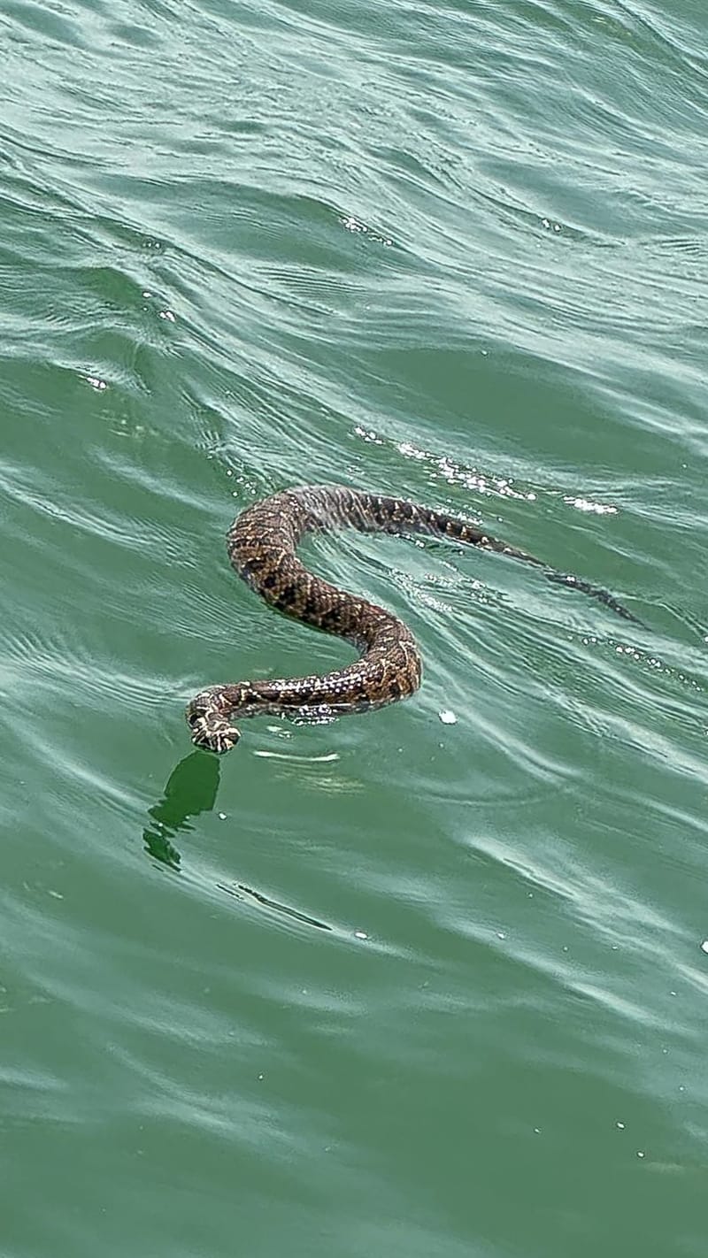 האם נחשים יודעים לשחות?