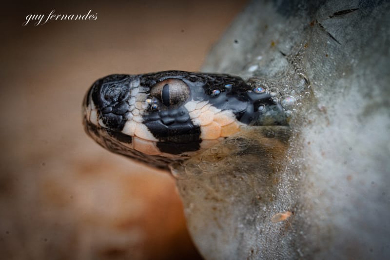 הטלוויזיה מפחידה - והנחשים משלמים את המחיר.