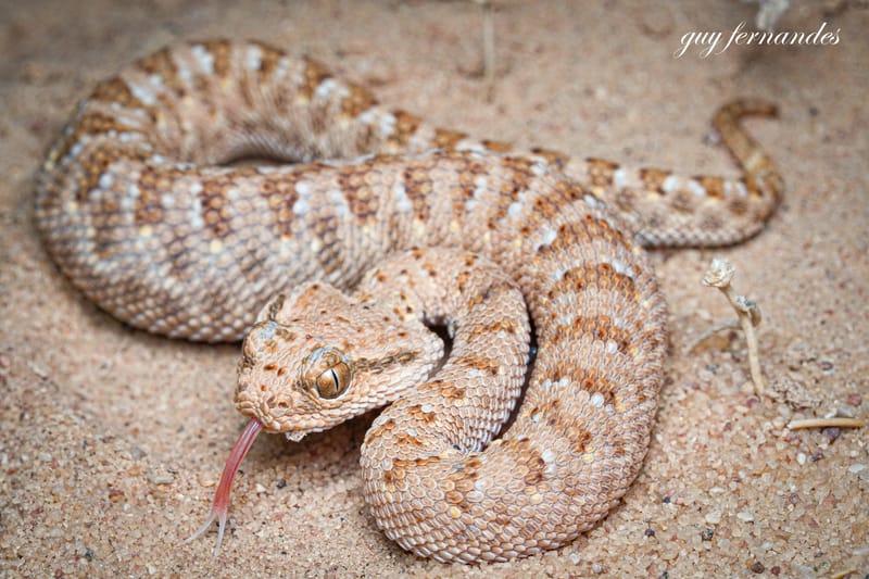 ההיסטוריה של לוכדי הנחשים מאז ועד היום
